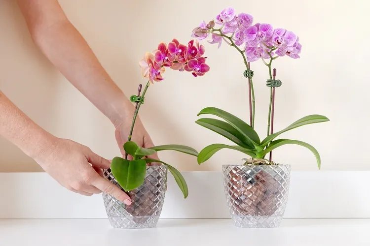 comment faire pousser une tige florale d'une orchidée