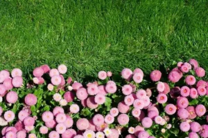 comment faire un parterre de pâquerette astuces culture plantation marguerites entretien multiplication