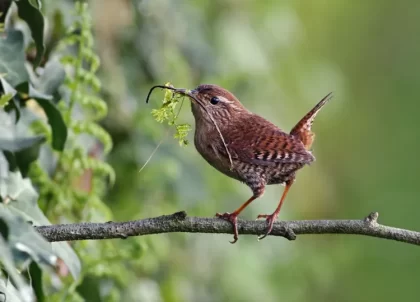 comment nourrir un troglodyte mignon été hiver