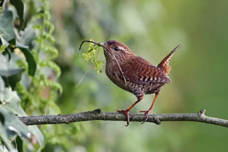 comment nourrir un troglodyte mignon été hiver