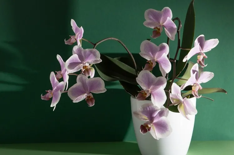 comment obtenir plusieurs tiges sur une orchidée