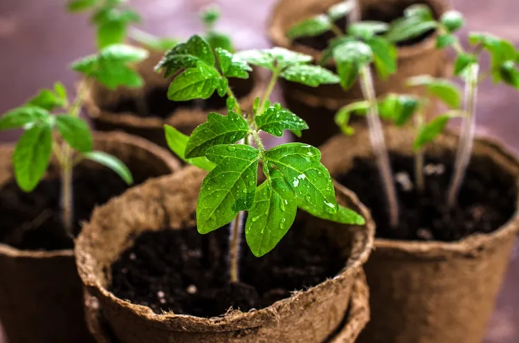 comment rendre les tomates plus résistantes au froid