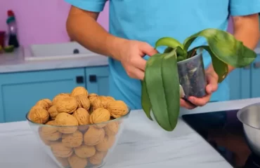 comment utiliser les coquilles de noix pour orchidées