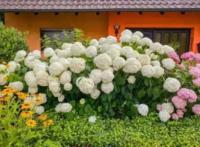 en combien de temps pousse un hortensia conseils entretien pour le faire pousser plus rapidement