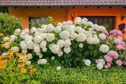 en combien de temps pousse un hortensia conseils entretien pour le faire pousser plus rapidement