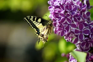 engrais pour lilas 7 options écologiques pour une croissance florissante au printemps