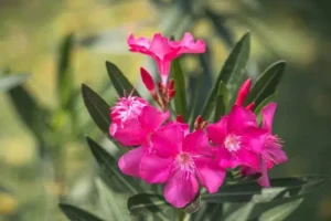 faire repartir un laurier rose après l'hiver