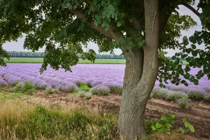 lavande au pied des arbres fruitiers