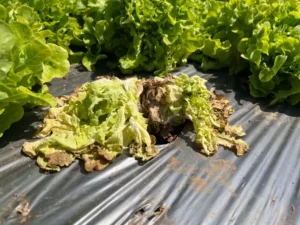 louvette comment se débarrasser des vers blancs qui mangent les salades
