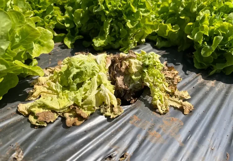 louvette comment se débarrasser des vers blancs qui mangent les salades