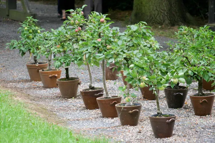 pommier arbre fruitier planter dans un pot framboisier