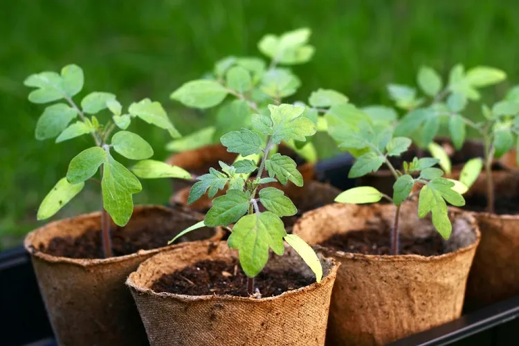 pourquoi arroser les semis de tomates avec de l'iode quels sont les effets attendus