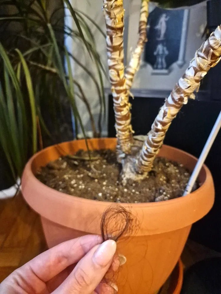 pourquoi mettre des cheveux dans les plantes