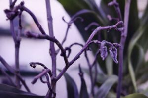 Pourquoi mon orchidée a perdu ses feuilles