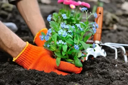 quand commencer à planter des fleurs en pleine terre jardin