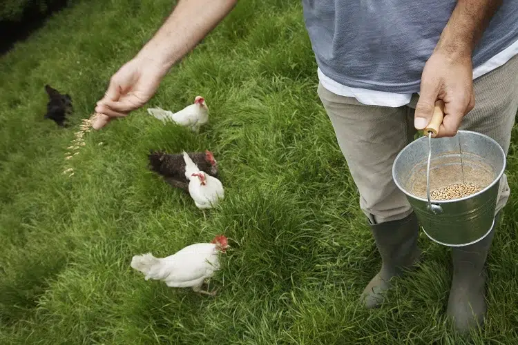 quand donner à manger aux poules