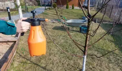 quand mettre de la bouillie bordelaise sur les arbres fruitiers