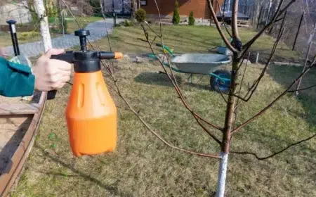 quand mettre de la bouillie bordelaise sur les arbres fruitiers