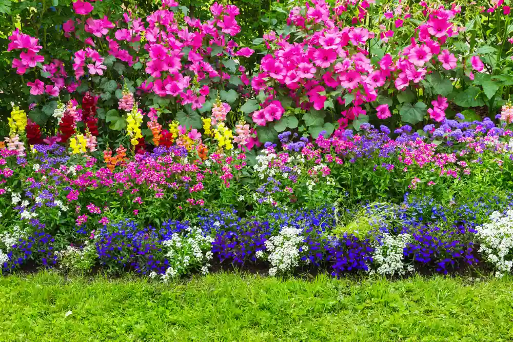 quand semer les fleurs d'été pour accueillir la saison avec une profusion de couleurs