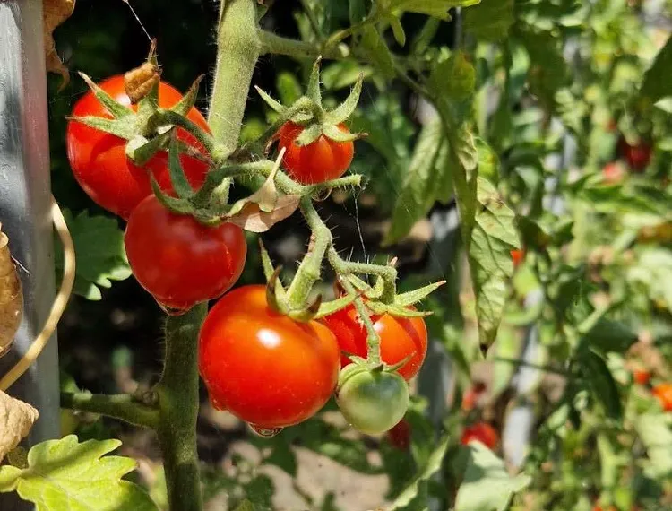 que donner aux tomates au moment de la fructification