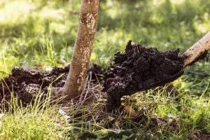 quel est le meilleur engrais pour les arbres fruitiers compost fumier de cheval marc de cafe