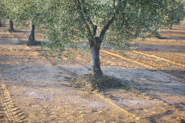 quel est le meilleur engrais pour un olivier