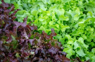 quel légume ne pas planter à côté des salades bonnes mauvaises associations laitue chicorée mâche