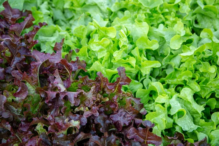 quel légume ne pas planter à côté des salades bonnes mauvaises associations laitue chicorée mâche