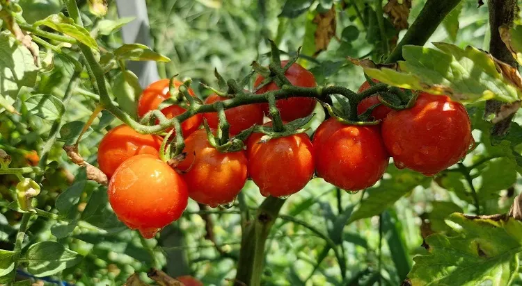 quelle est la variété de tomate précoce