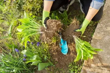 quelles plantes diviser en février