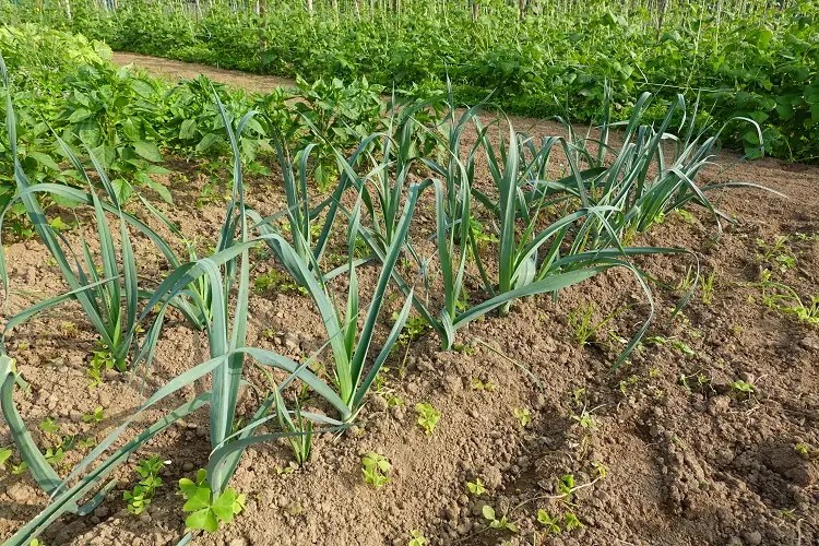 quels légumes planter à côté des pommes de terre