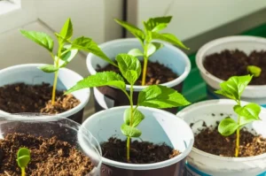 repiquer la plante en pleine terre pommier