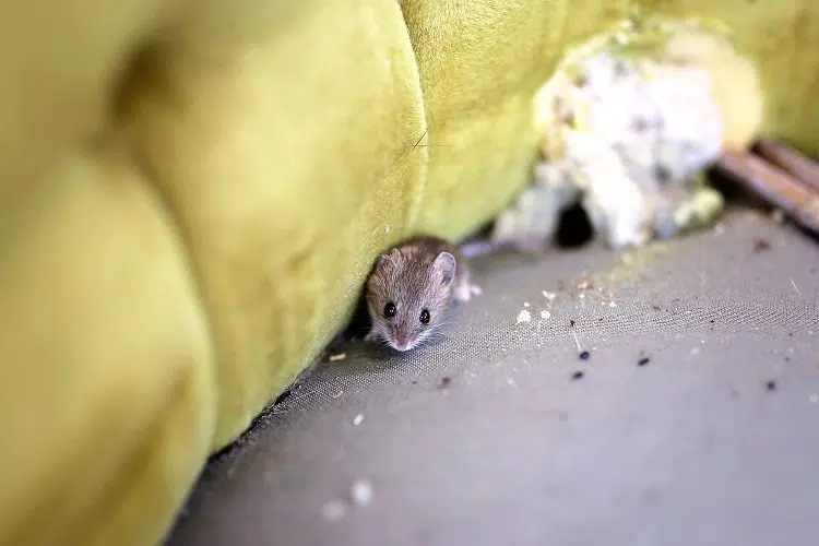 signes de la présence de souris dans la maison