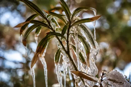 s'occuper dun laurier rose en hiver voile serre pot pleine terre