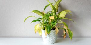 Spathiphyllum aux feuilles tombantes et jaunes en 2026