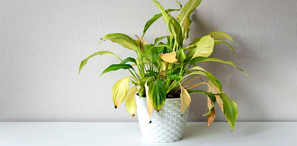Spathiphyllum aux feuilles tombantes et jaunes en 2026