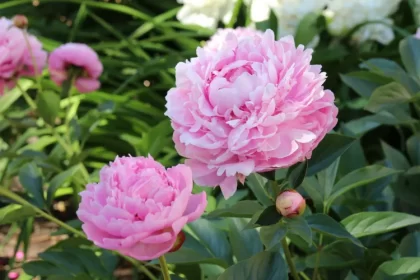 voici l'engrais pour pivoines herbacées le plus efficace