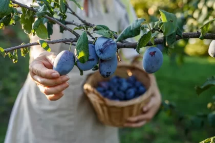 alternance des arbres fruitiers 2024