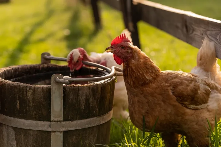 apporter du phosphore aux poules comment avoir poules heureuses abri protection nourriture