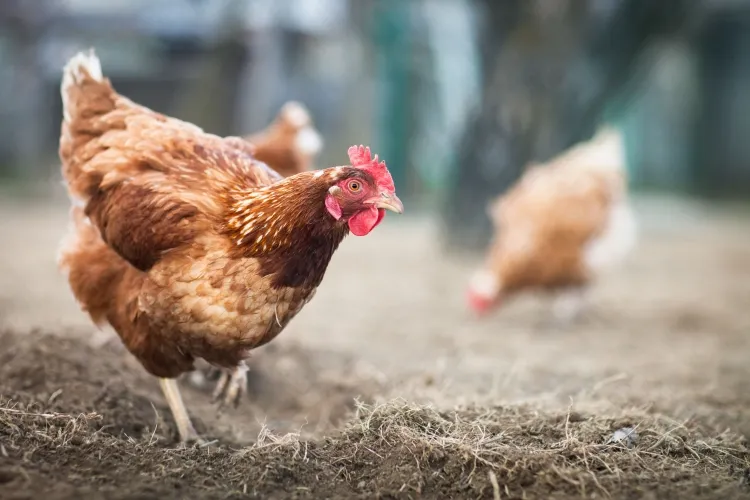 apporter du phosphore aux poules ration alimentaire poule jour élements comporter
