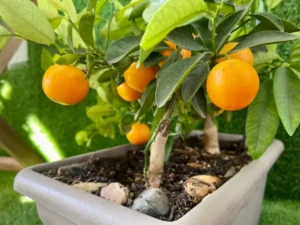 arbre fruitier planter dans un pot pommier framboisier figuer nain balcon