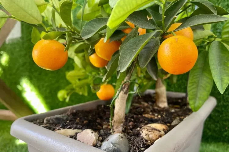arbre fruitier planter dans un pot pommier framboisier figuer nain balcon