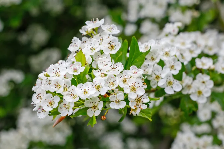 arbuste à fleurs blanches aubépine