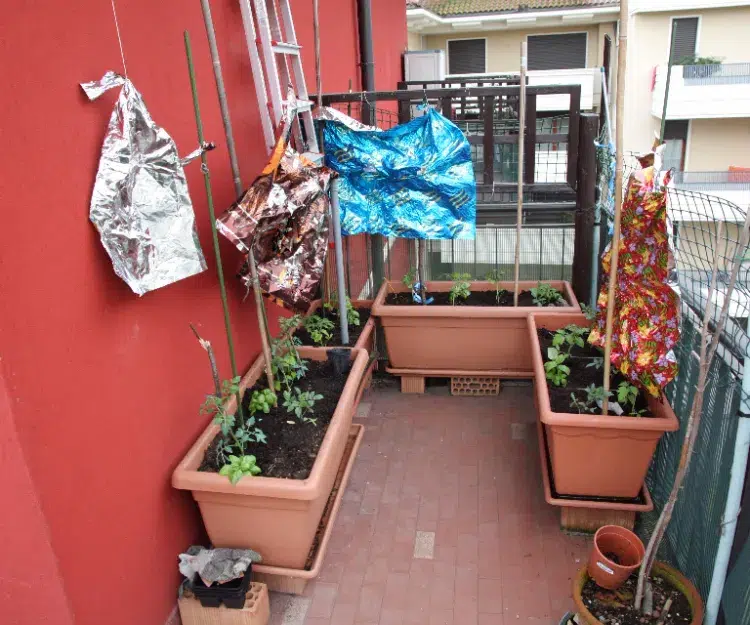 astuces conseils mettre papier feuille aluminium protéger plantes balcon pour éloigner oiseaux