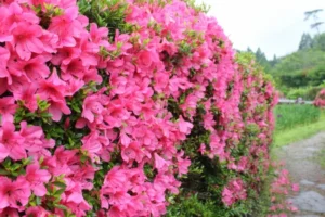 azalée extérieur entretien genre rhododendron variétés feuilles caduques extérieur feuilles persistantes intérieur