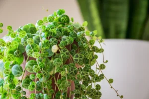belles plantes à feuilles rondes à cultiver chez soi entretien chanie de tortues
