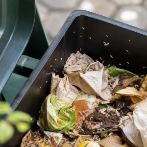 bicarbonate de soude contre les vers blancs maison jardin poubelle lukassek shutterstock que faire meilleur produit