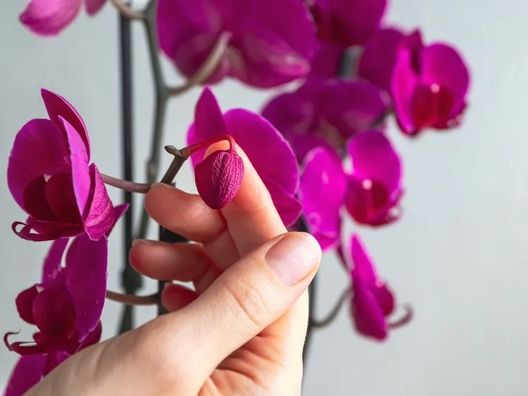 bourgeon orchidée sec causes