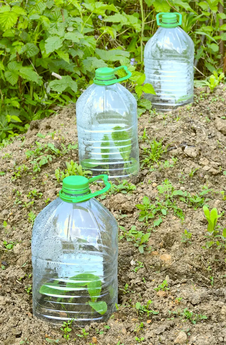 bouteilles en plastique jardin protéger semis limaces oiseaux 