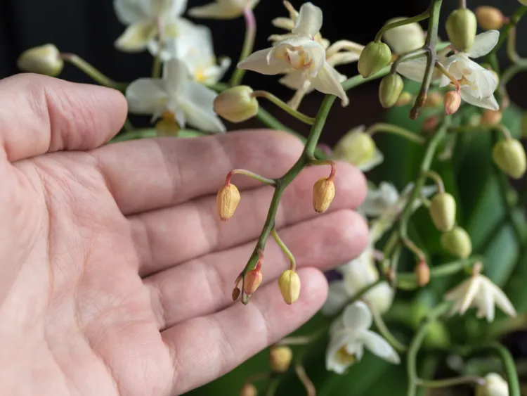 boutons d'orchidée qui sèchent causes